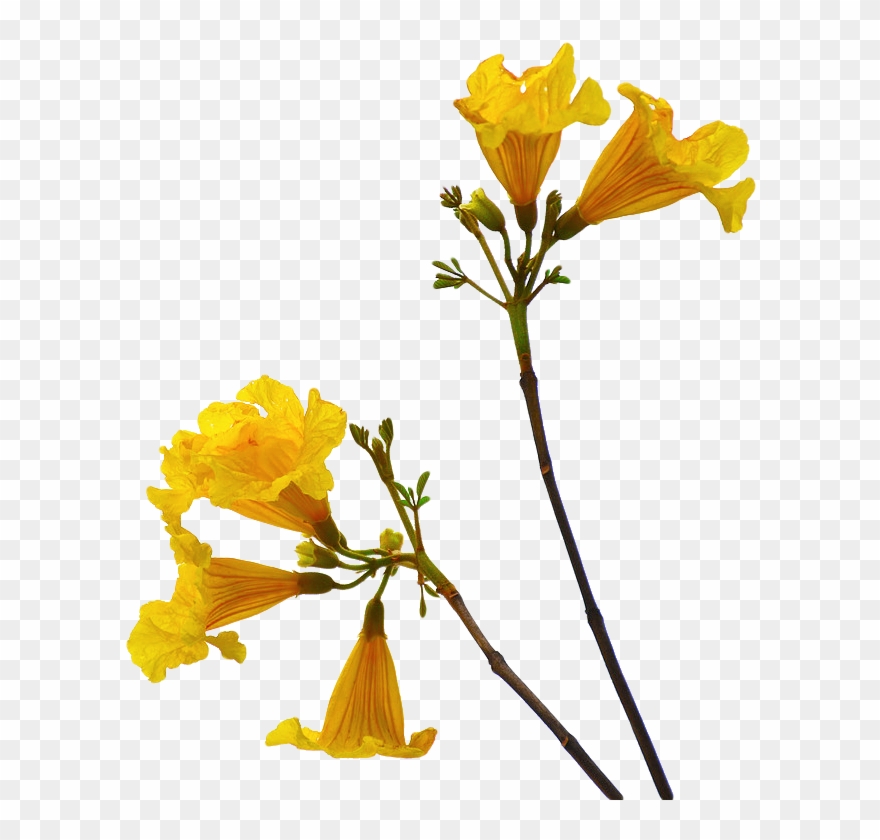 Of A Plant Transparent - Flower Stem Png Clipart