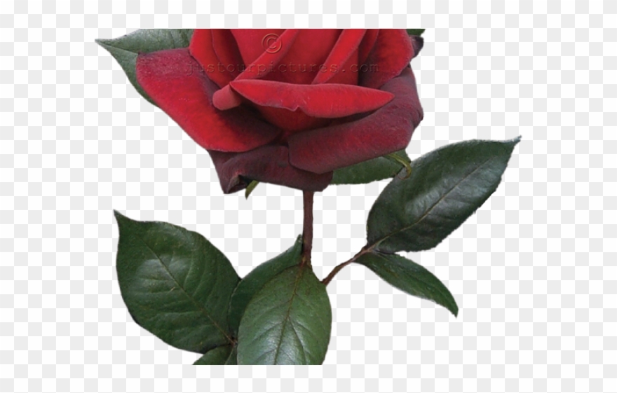 Red Flower Clipart Long Stem Rose - Single Red Rose Bud - Png Download