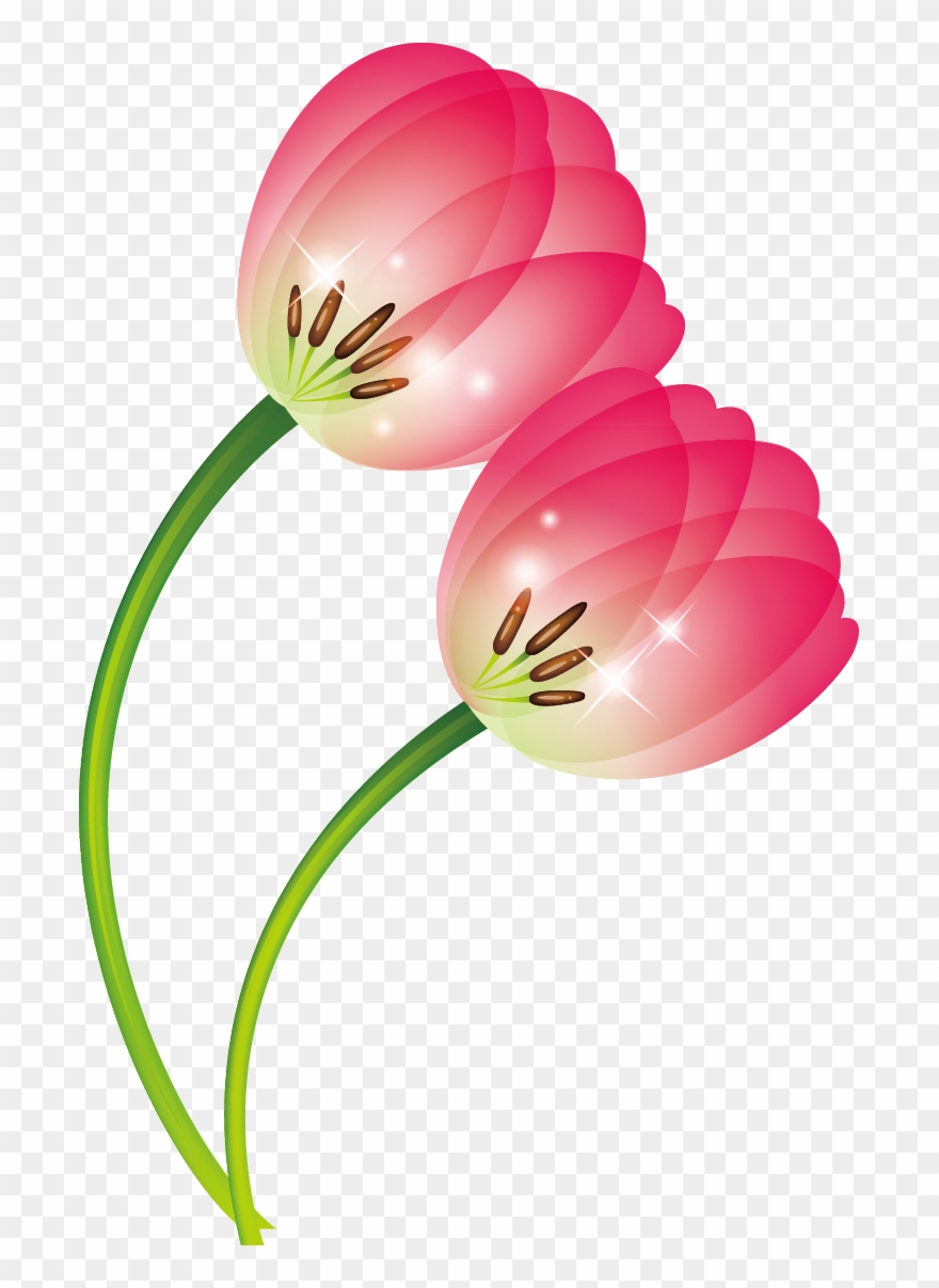 Tulip Clip Art - Clip Art - Png Download