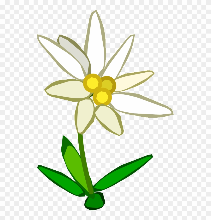 Edelweiss Png - Edelweiss Clipart Transparent Png