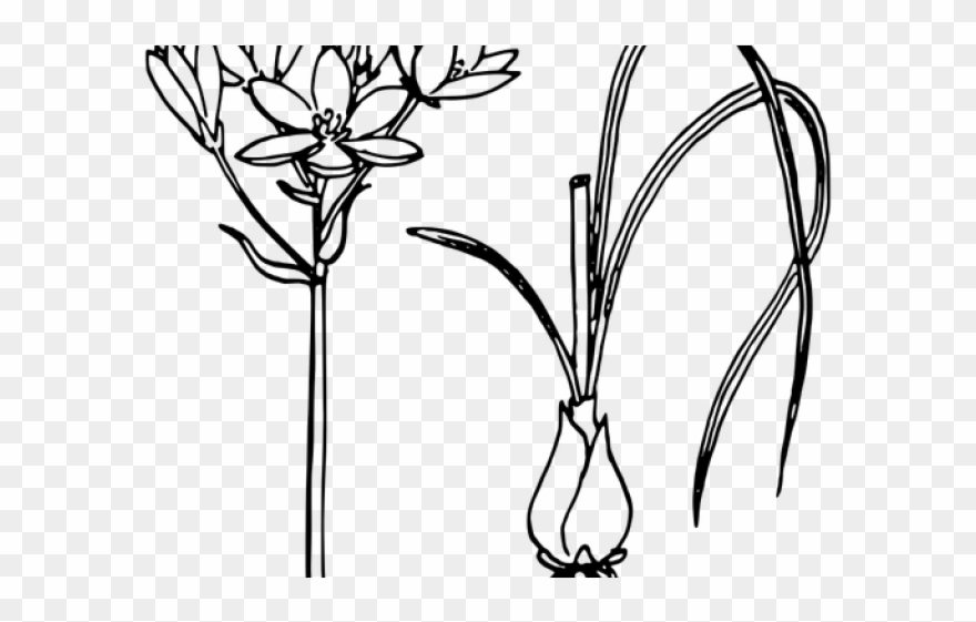 Onion Plant Clipart Black And White - Png Download