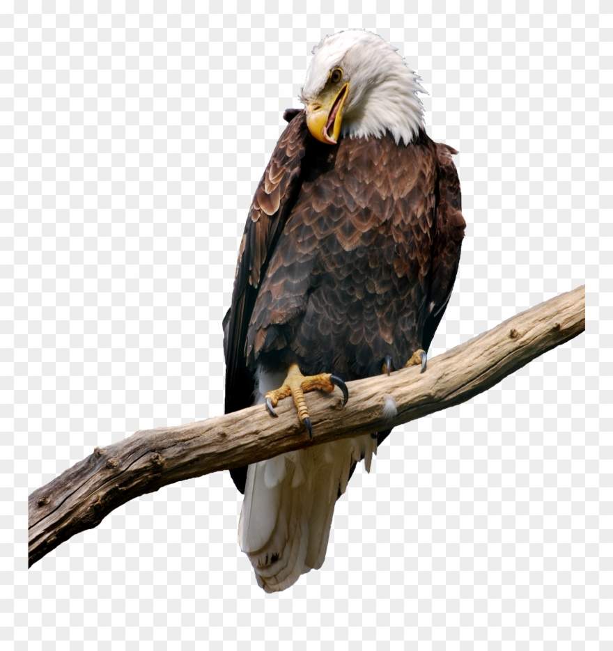 Birds Png - Eagle On Branch Png Clipart