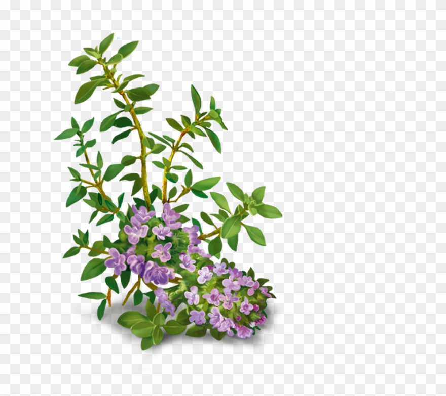 Yogi Tea Vox Sana Infusion 17 Bags Clipart