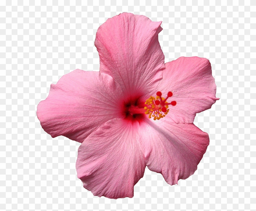 Pink Spinning Sticker By Jess Mac For - Edible Wafer Purple Hibiscus Flowers Cake Decorations Clipart