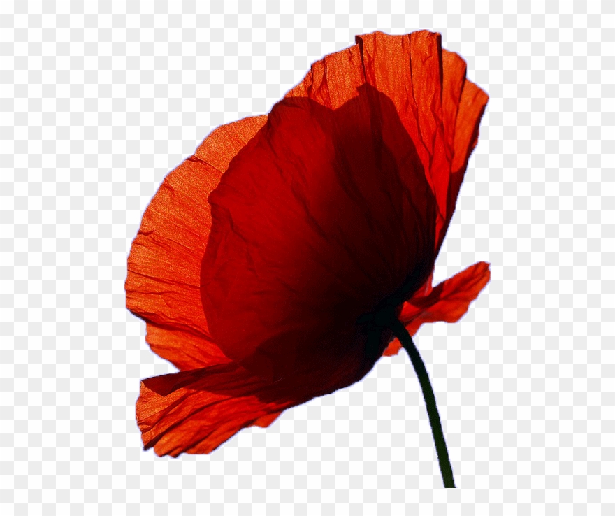 Appeal Goes Out For Cranleigh Remembrance Parade Piper - Happiness Clipart