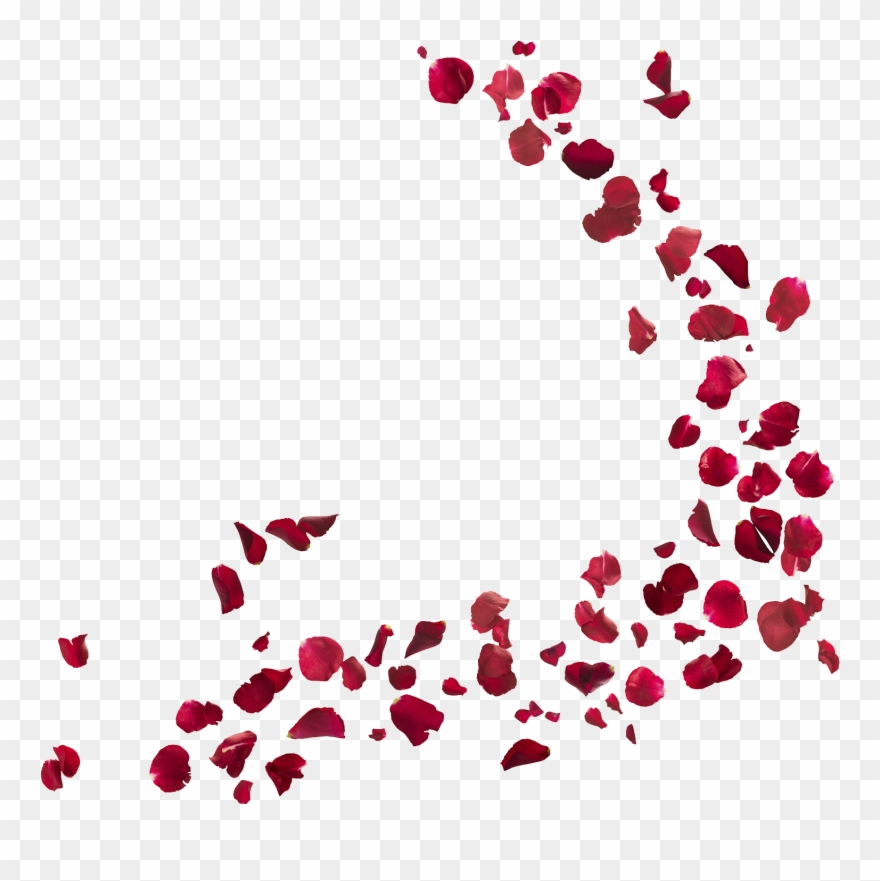 Black And White Photo With Red Rose Clip Art Images - Rose Petals Png Transparent Png