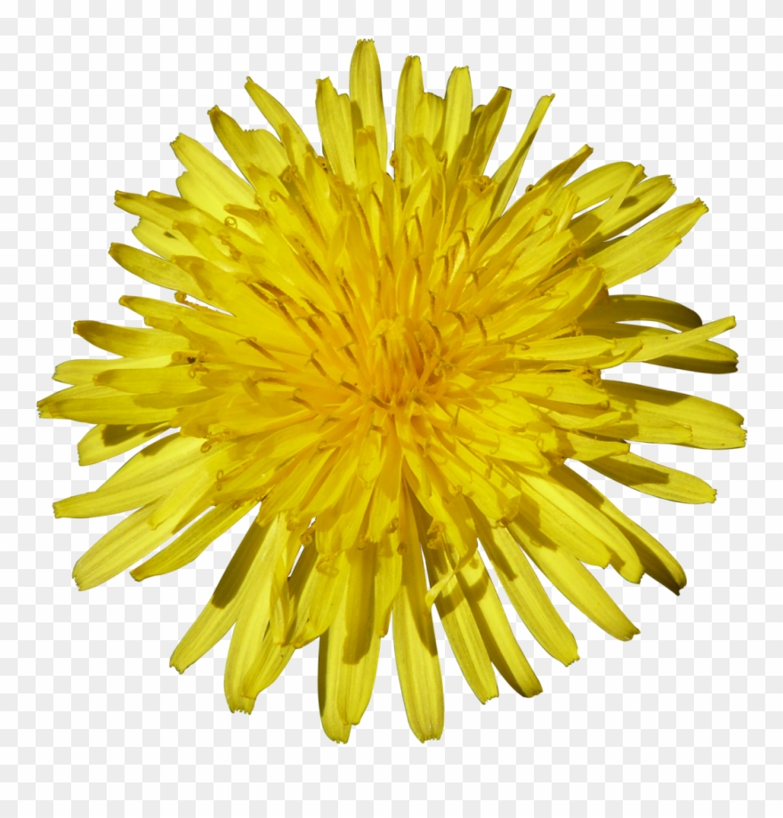 Dandelion Png - Tournesol Png Clipart