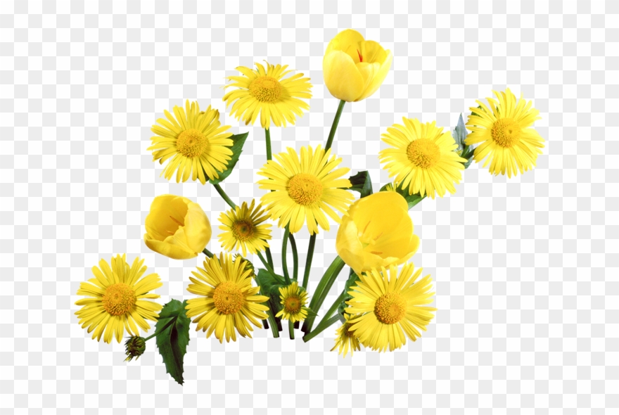 Dandelion Png Clipart