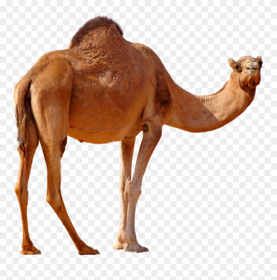 Desert Standing Png Image - Arabian Camel Clipart