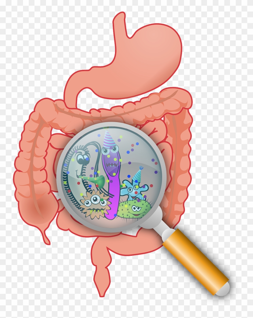 Blind Loop Syndrome - Gut Microbiome Clipart