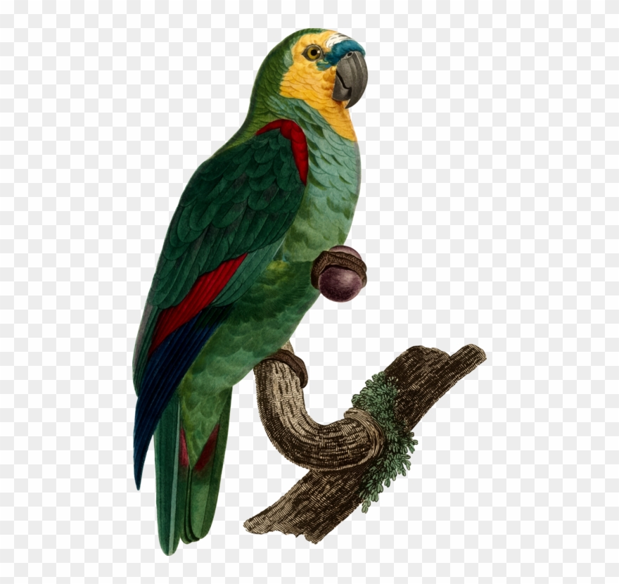 All Photo Png Clipart - Parrot Transparent Png
