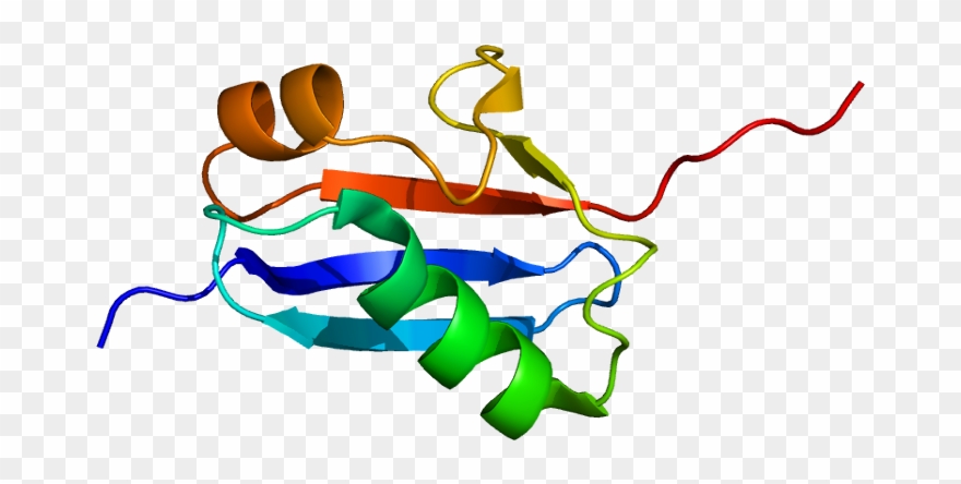 Sumo Protein Png Clipart