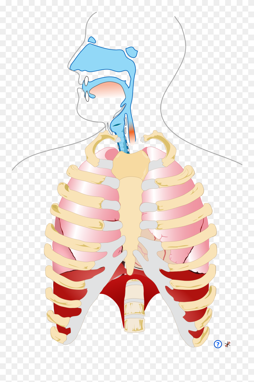 Human Respiratory System Pedagogical Fr - Human Respiratory System Png Clipart