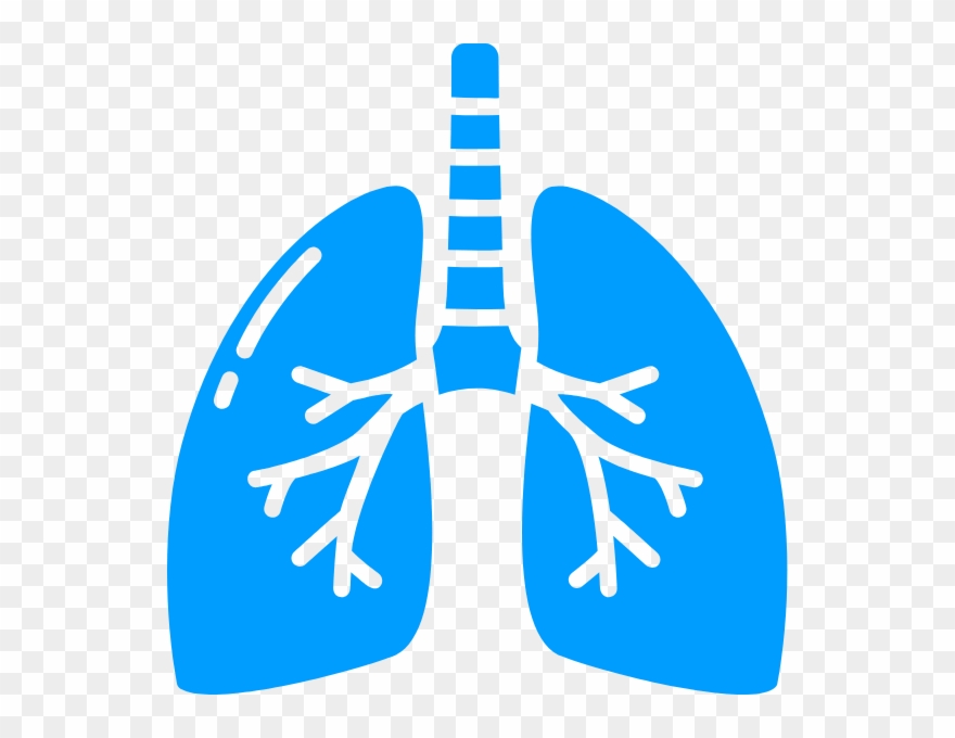 2) Pay Attention To The Stomach - Pulmão Png Clipart