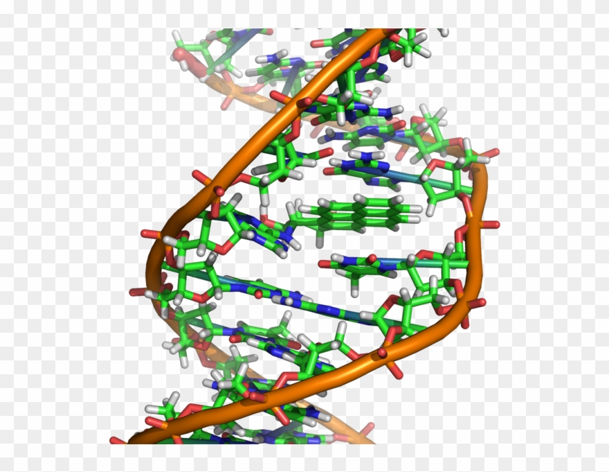 Opensnp Height Prediction - Ethidium Bromide Dna Structure Clipart