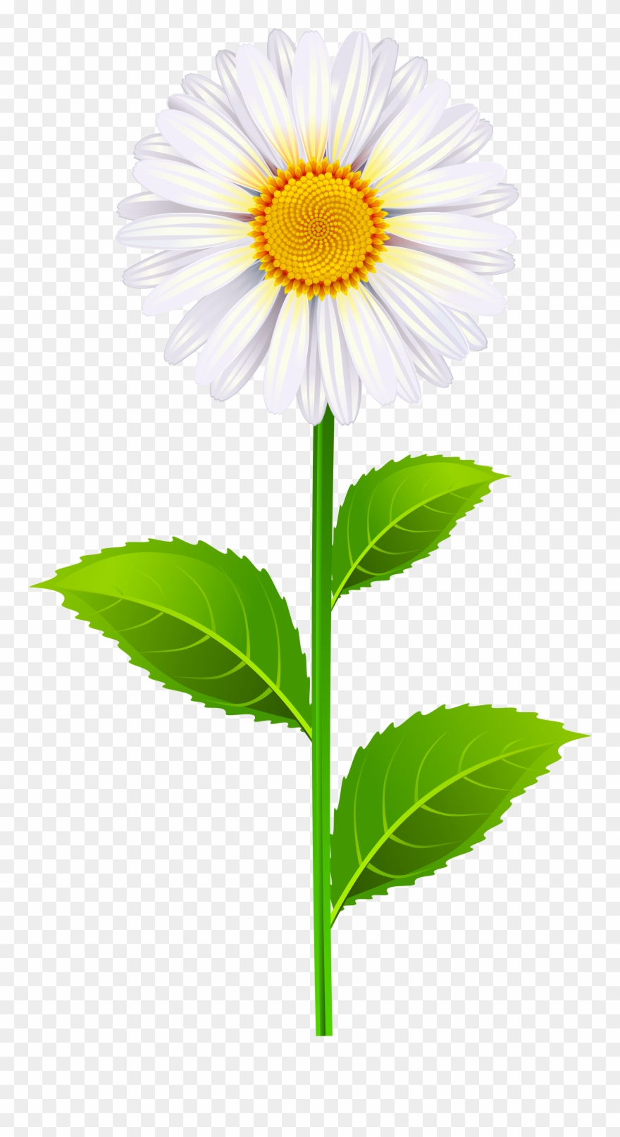 Marguerite Png Clipart