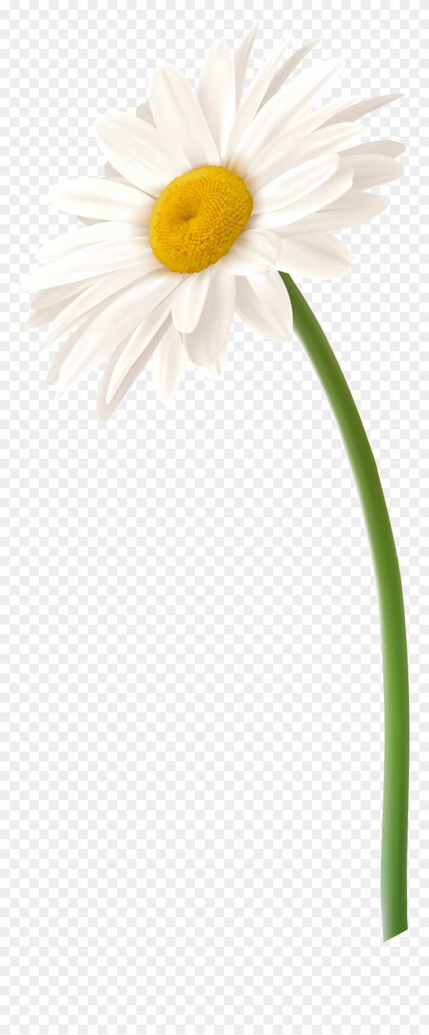 White Gerbera Daisy Png Clipart