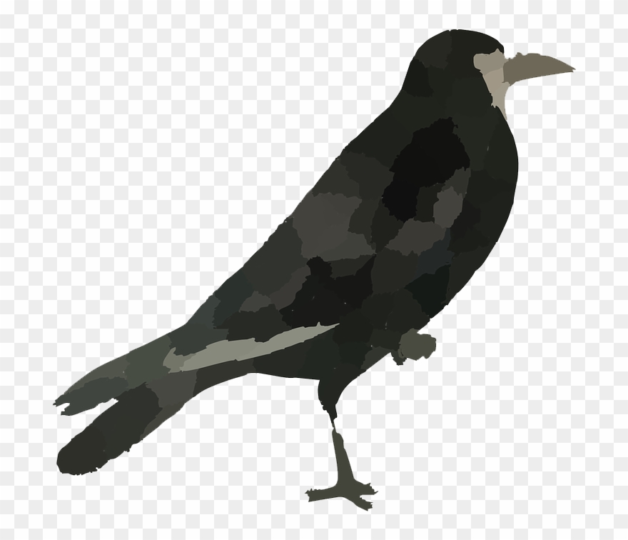 Raven Bird Png Hd1 - Bird Images Hd Png Clipart