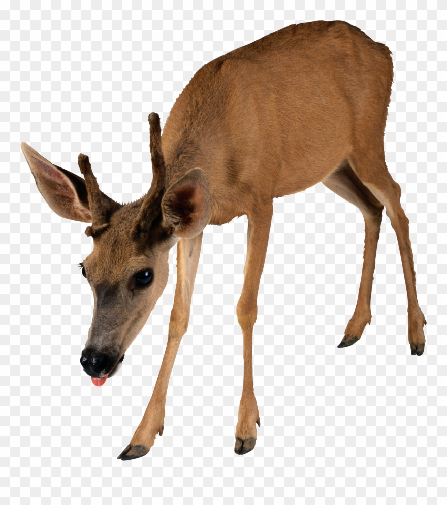 Transparent Background Deer Png Clipart
