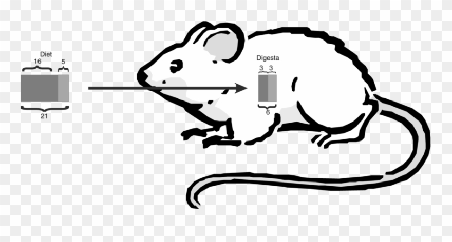 Calculation Of The Total Lysine And Reactive Lysine - Squeak Squad Rectangle Magnet Clipart