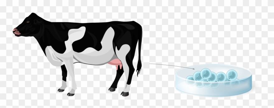 Ovum Pick-up - Cattle Clipart