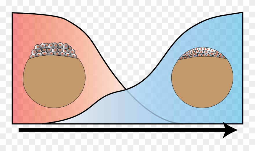 In Higher Organisms, The Early Phase Of Embryonic Development - Organism Clipart