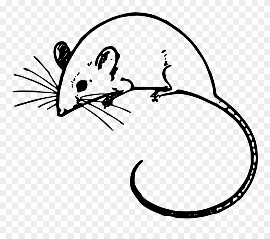 Click Here To Learn More About Our Full Line Of Services - Mouse Clipart Black And White - Png Download