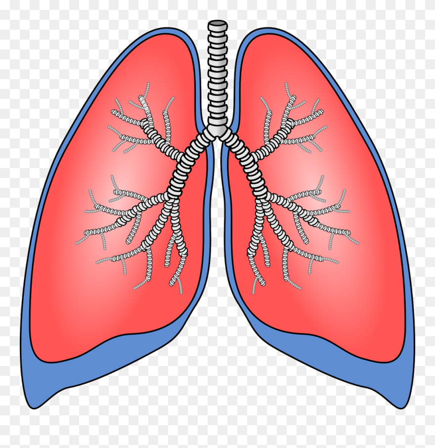 Please Clipart Plz - Human Lungs Clipart - Png Download