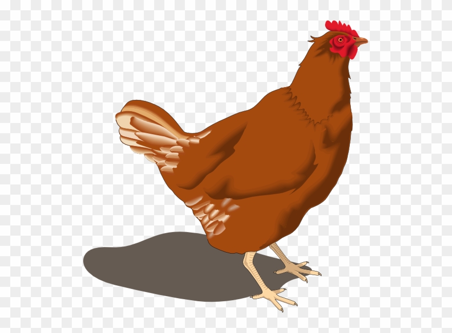 Hen Clip Art - Brown Chicken Clip Art - Png Download