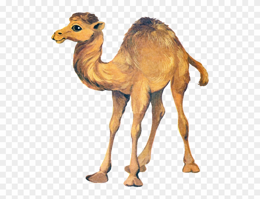 Cute Camel Clipart Funny Pictures - Png Верблюд Transparent Png