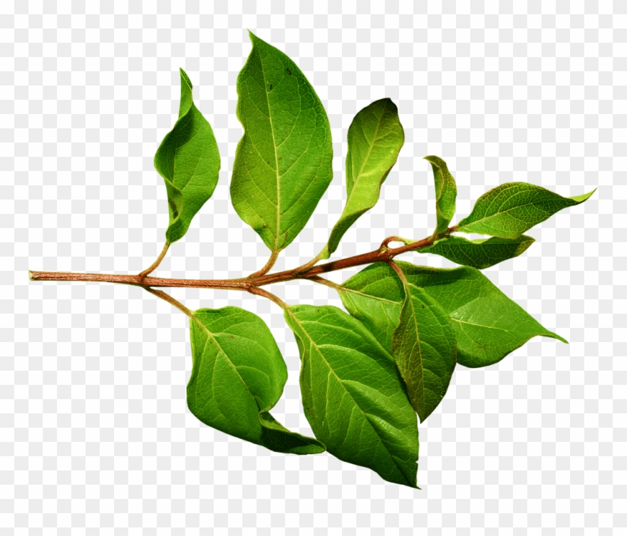 Download Jpg Transparent Collection Of Clipart High - Leaves On A Branch - Png Download