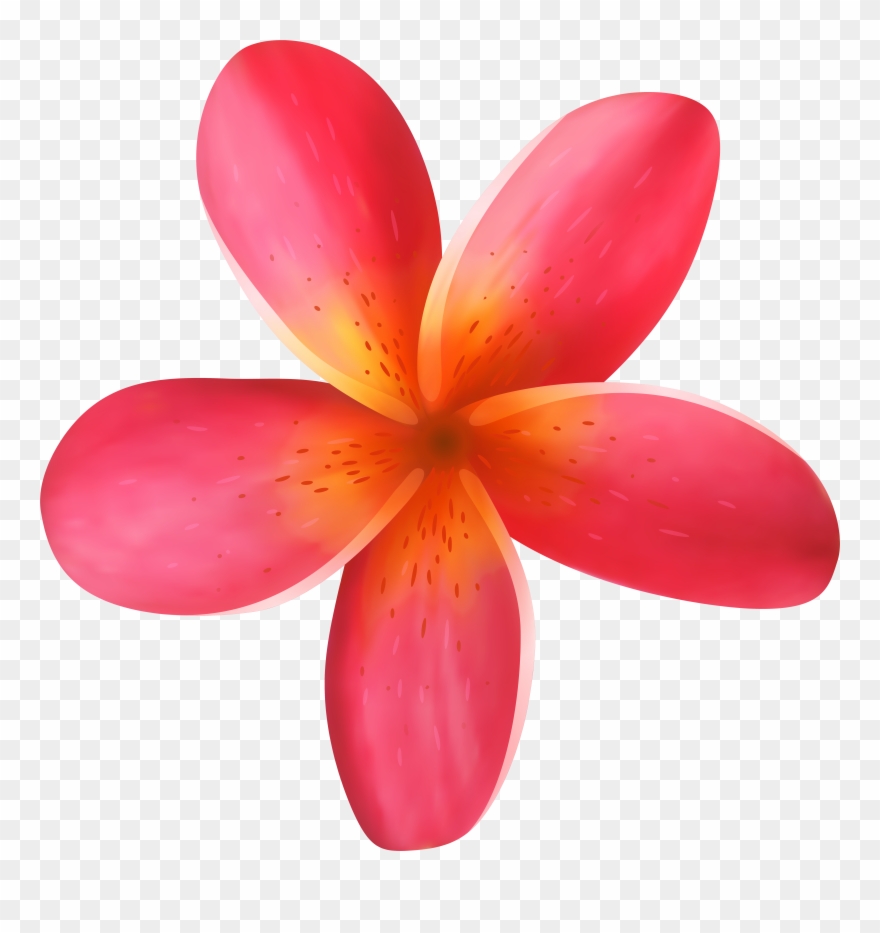 Tropical Clipart