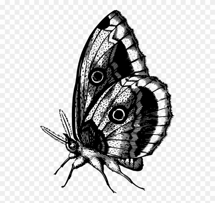 Monarch Butterfly Brush-footed Butterflies Insect Animal - Write Here Notebooks: Butterfly Notebook / Journal Clipart