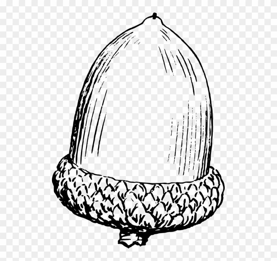 Drawing Acorn Computer Icons Line Art Oak - Acorn Line Art Clipart