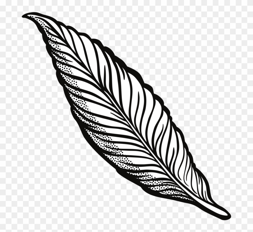 Feather Drawing Line Art Quill Cartoon - Transparent Background Feather Clipart Black And White - Png Download