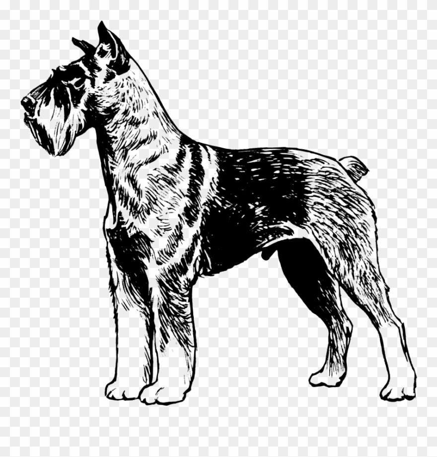 This Graphics Is Schnauzer About Animals, Creatures, - Great Dane Dog Vector Draw Clipart