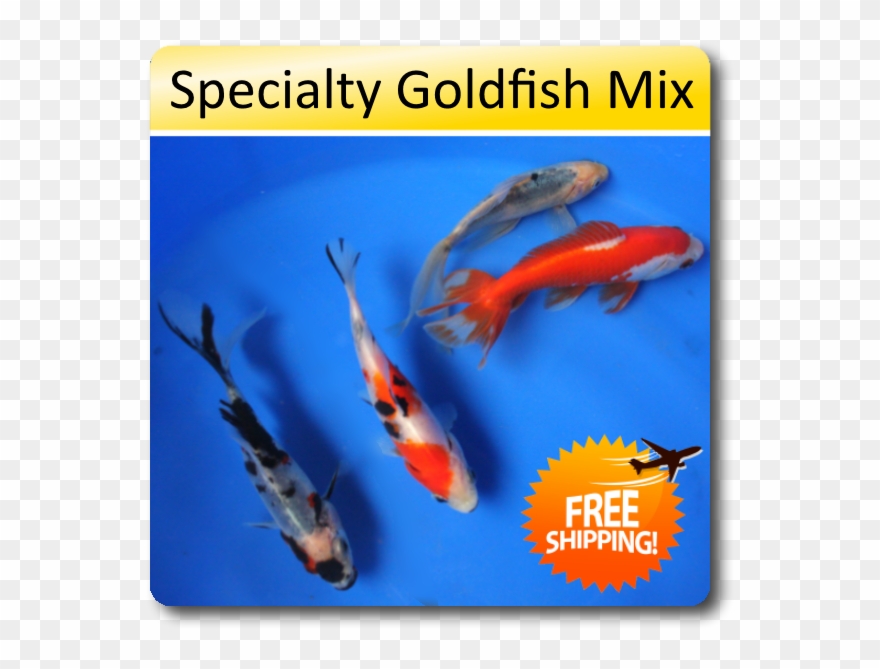 Clip Art Goldfish Free Shipping Specialty - Valentine Gift, Apple Watch 2 Leather Band, Iwatch - Png Download