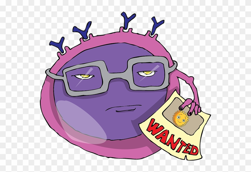 B-lymphocyte Remembers The Antigen - Cartoon Clipart