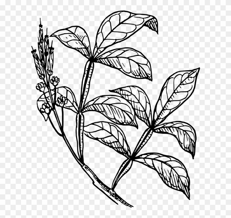 Stem Drawing Plant - Shrub Clipart Drawing - Png Download