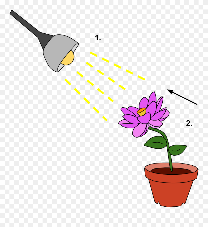 By Wikipedia - Tropic Movement Of Plants Clipart