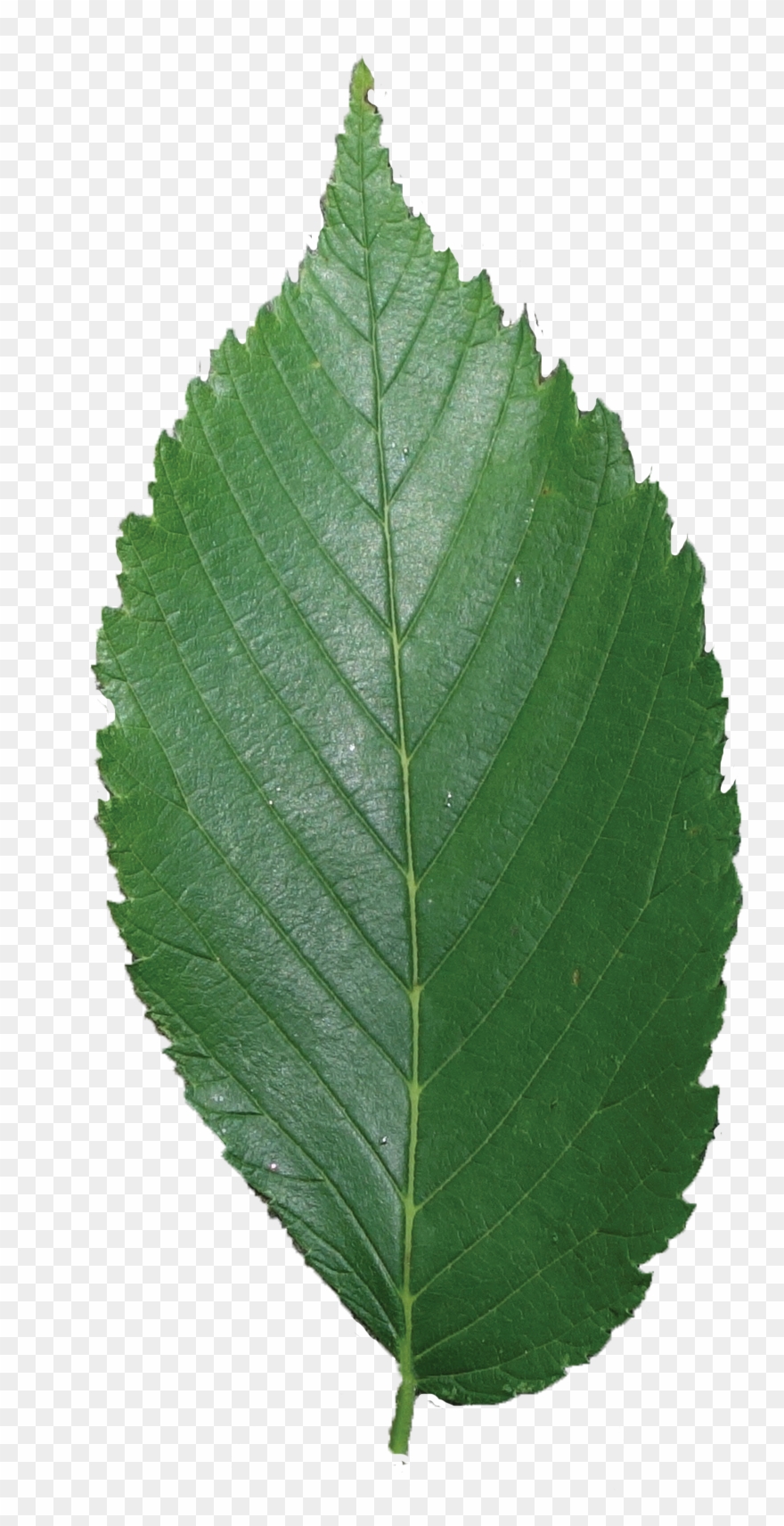 Secret Tree Pinterest By - Elm Tree Leaf Americanelm Clipart