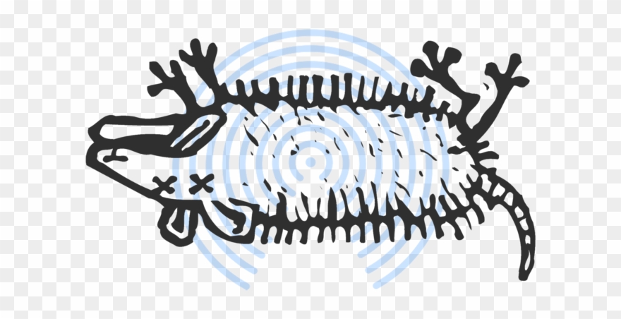 Airdrop Dead Possums Jaron Myers Jpg Stock - Roadkill Clipart - Png Download