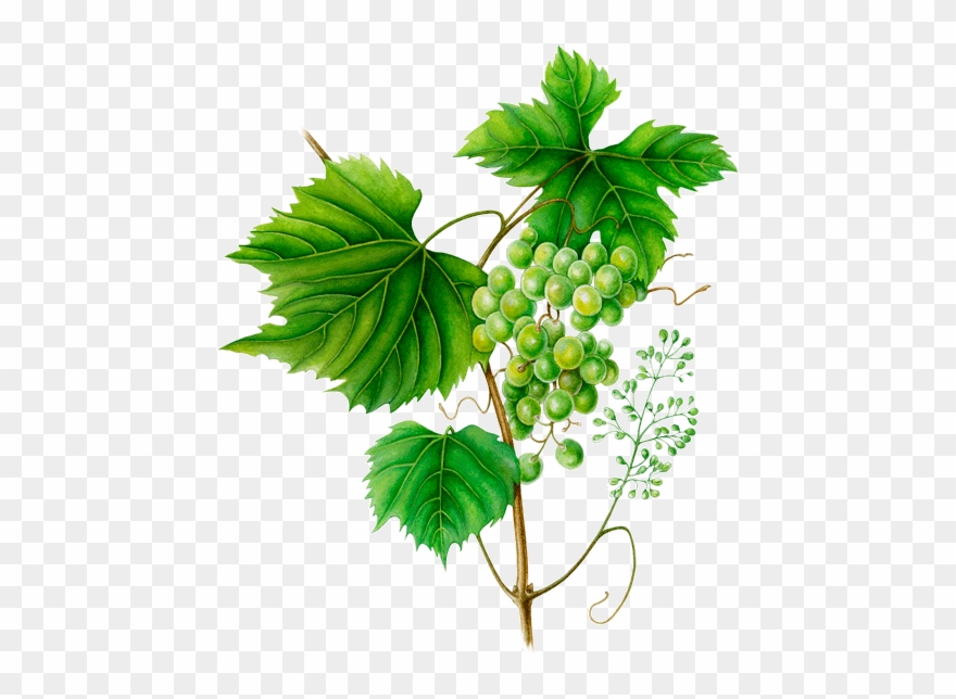 Ramo De Videira Png Clipart