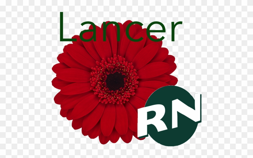 Gerberas Mini - Barberton Daisy Clipart