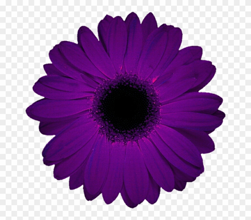 Barberton Daisy Clipart