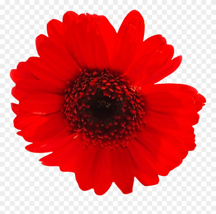 Big Image - Gerber Daisy Png Clipart