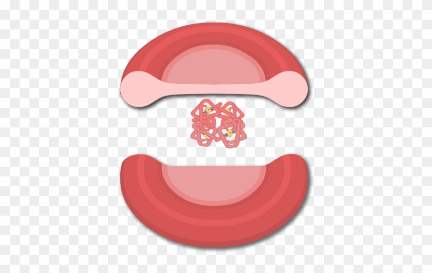 Hemoglobin Molecules In A Red Blood Cell - Red Blood Cell Clipart