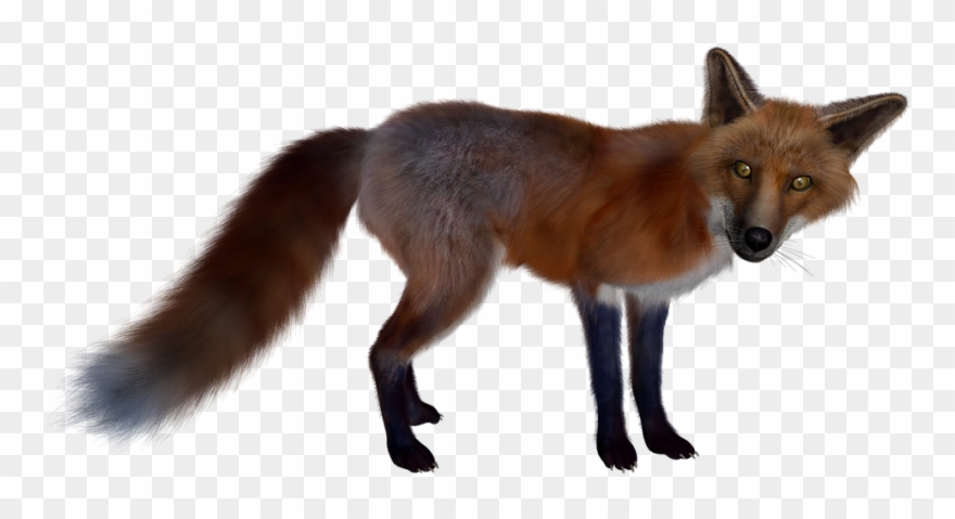 Fox Png Images Free Download Pictures Fox Red Black - Figura De Un Zorro Clipart