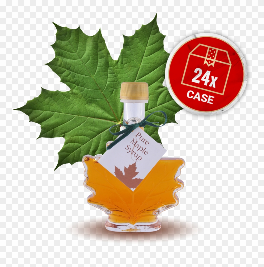 Image Of Maple Leaf - Green Maple Leaf Clipart