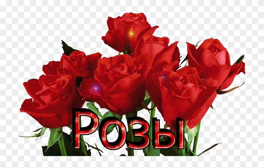 Изображение Для Плейкаста - Diy Oil Painting, Paint By Number Kit - Red Rose Flowers Clipart